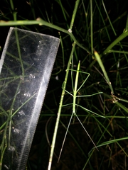 Phasmodes ranatriformis