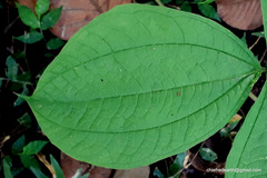 Dioscorea hispida