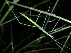 Phasmodes ranatriformis