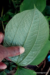 Dioscorea hispida