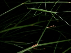 Phasmodes ranatriformis