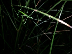 Phasmodes ranatriformis