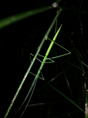 Phasmodes ranatriformis