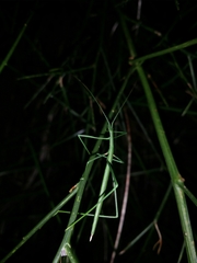 Phasmodes ranatriformis