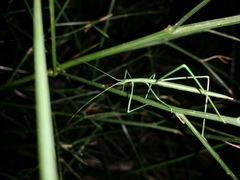 Phasmodes ranatriformis