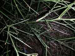 Phasmodes ranatriformis