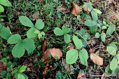 Dioscorea hispida