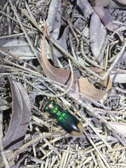 Grammognatha euphratica