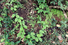 Dioscorea hispida