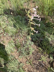 Ipomopsis aggregata candida