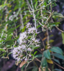 Tarlmounia elliptica