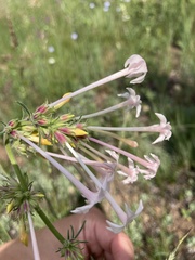 Ipomopsis aggregata candida