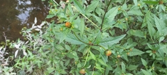 Bidens tripartita