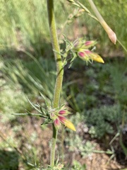 Ipomopsis aggregata candida