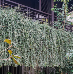 Tarlmounia elliptica