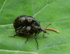 Liparus glabrirostris