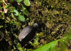 Carabus creutzeri