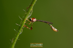 Leptopteromyia americana