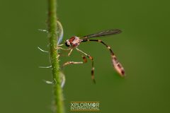 Leptopteromyia americana