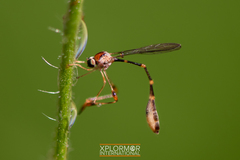 Leptopteromyia americana