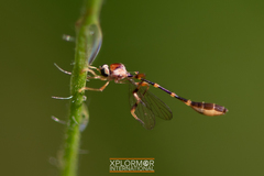Leptopteromyia americana