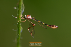 Leptopteromyia americana