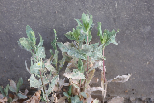 photo of Prickly Lettuce (Lactuca serriola)