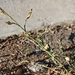 photo of Oval Leaf Knotweed (Polygonum arenastrum)