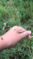 Bouteloua dactyloides