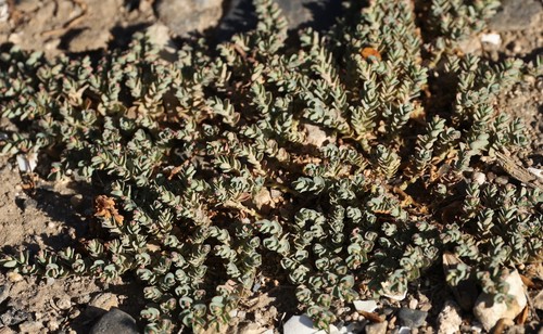 photo of Matted Sandmat (Euphorbia serpens)