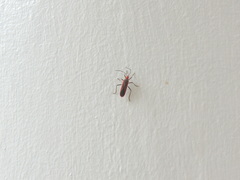 Thunbergia marginata