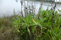 Grindelia stricta angustifolia