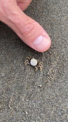 Hemigrapsus oregonensis