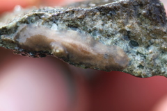 Leptoplanoidea