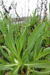 Grindelia stricta angustifolia