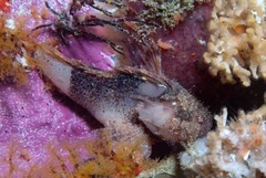 Coccotropsis gymnoderma