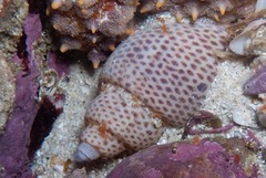 Zemiropsis papillaris