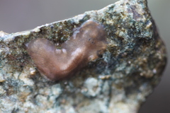 Leptoplanoidea