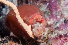 Pseudodromia latens