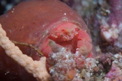 Pseudodromia latens