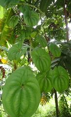 Dioscorea alata