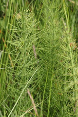 Equisetum × litorale