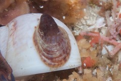 Crepipatella capensis