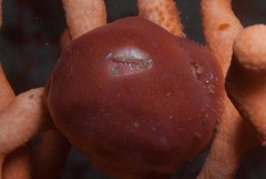 Pseudodromia latens