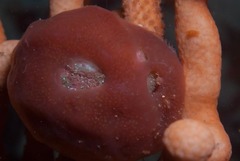 Pseudodromia latens