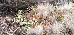 Jurinea humilis