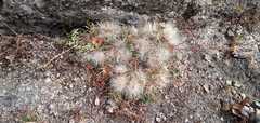 Jurinea humilis