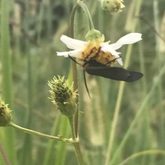 Cisseps fulvicollis