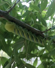 Acherontia