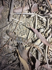 Hemidactylus robustus